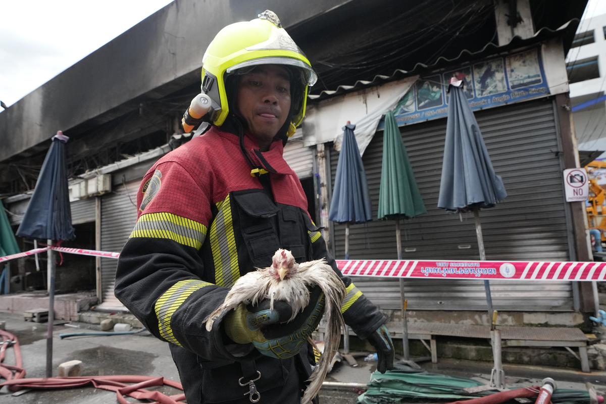 Thai rescuer carries a survived chicken from a fire at the Chatuchak weekend market in Bangkok, Thailand, Tuesday, June 11, 2024. Hundreds of caged animals died Tuesday after the fire struck Chatuchak Weekend Market, one of the most famous markets in Thailand’s capital. Thai rescuer carries a survived chicken from a fire at the Chatuchak weekend market in Bangkok, Thailand, Tuesday, June 11, 2024. Hundreds of caged animals died Tuesday after the fire struck Chatuchak Weekend Market, one of the most famous markets in Thailand’s capital.