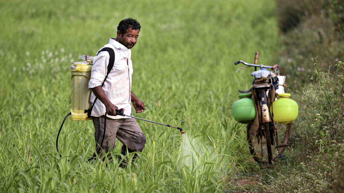 Survey flags hazardous pesticide use in South Asia; Maharashtra’s Yavatmal cotton belt under spotlight