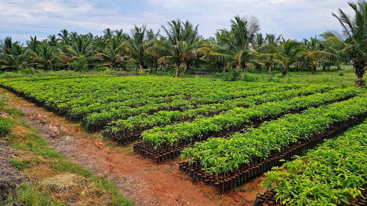 Coimbatore Forest Division to distribute 10 lakh saplings under Green Tamil Nadu Mission