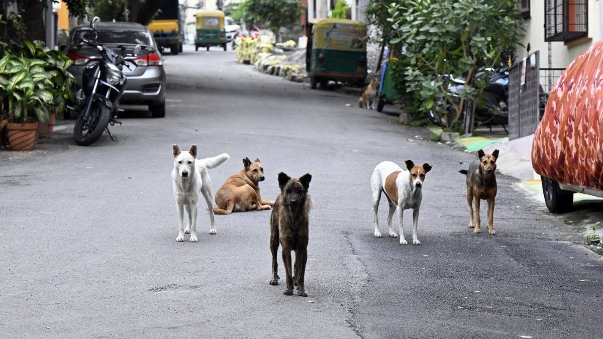 Woman assaulted by neighbours over feeding community dogs; case registered