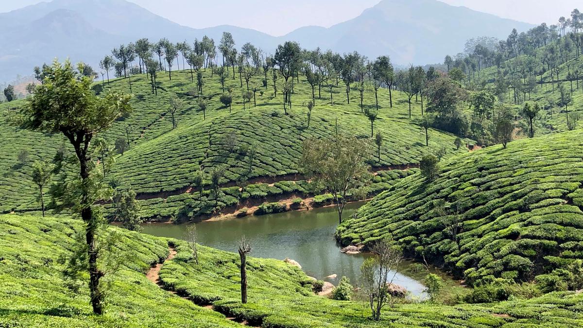 Munnar witnesses extreme temperature fluctuations