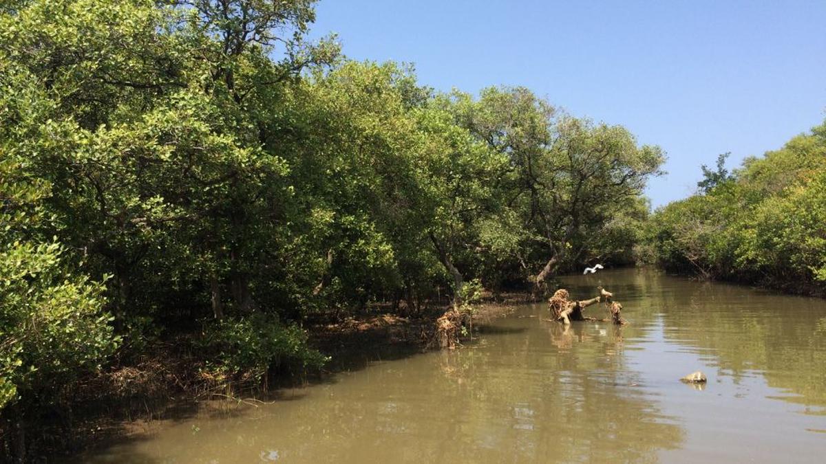 Green Climate Fund to help revive mangrove ecosystem