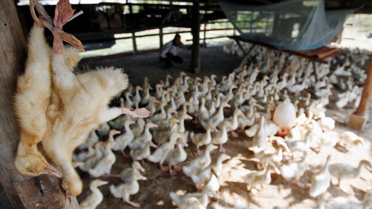 Bird flu: Nigeria is on major migratory bird routes, new strains keep appearing