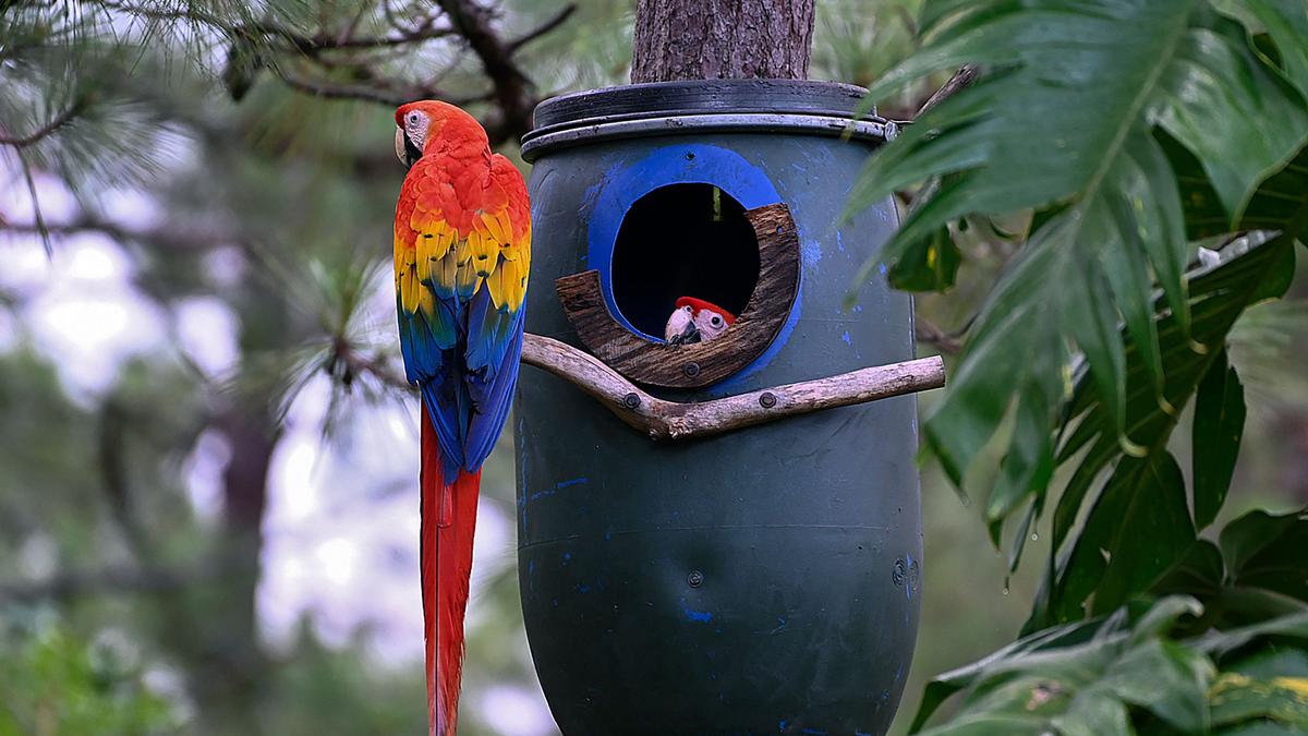 Forest Department prohibits exhibition of exotic animals in private aviaries and petting zoos across T.N.