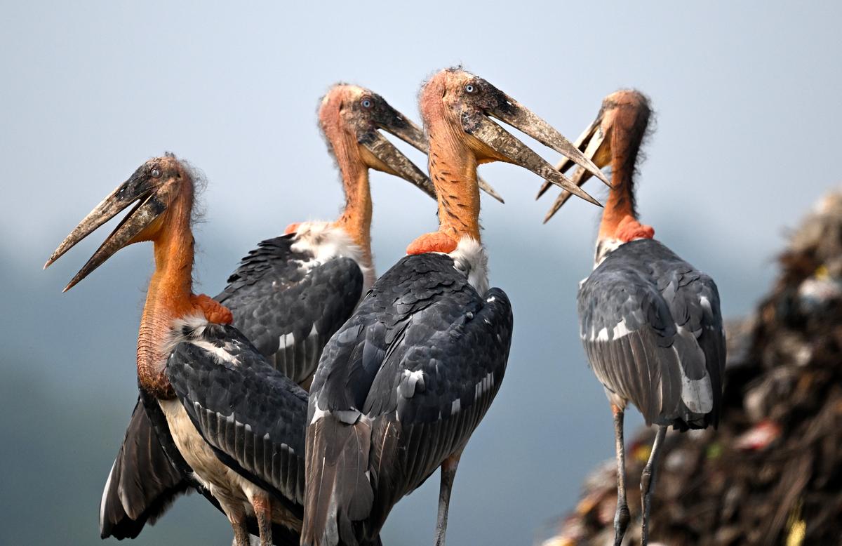 Greater adjutant storks 