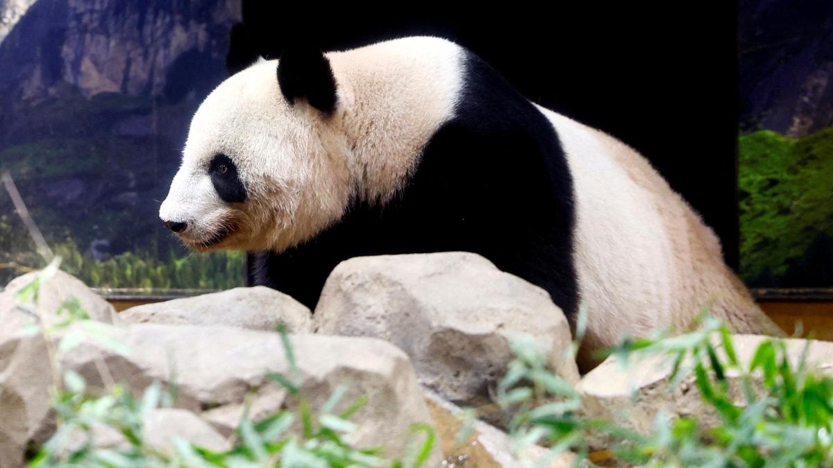 Japan's beloved panda couple return home after heartfelt farewell