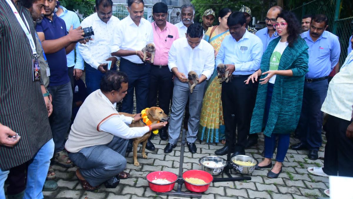 BBMP covers 1,000 more dogs under new feeding initiative in Bengaluru