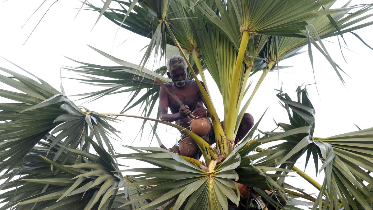 &lsquo;Neera&rsquo; sales picking up in Thoothukudi district; farmers look for more support from State government