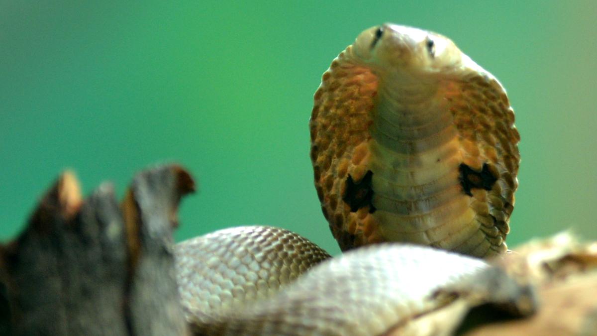 Tamil Nadu’s step towards improved data collection on snakebites 
Premium