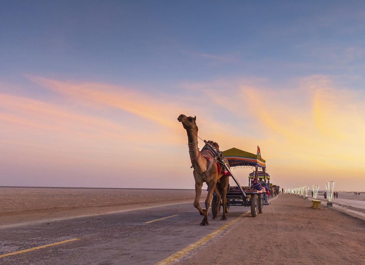 Camel Cart Ride at White desert of Greter Rann of Kutch, Gujarat, India Camel Cart Ride at White desert of Greter Rann of Kutch, Gujarat, India