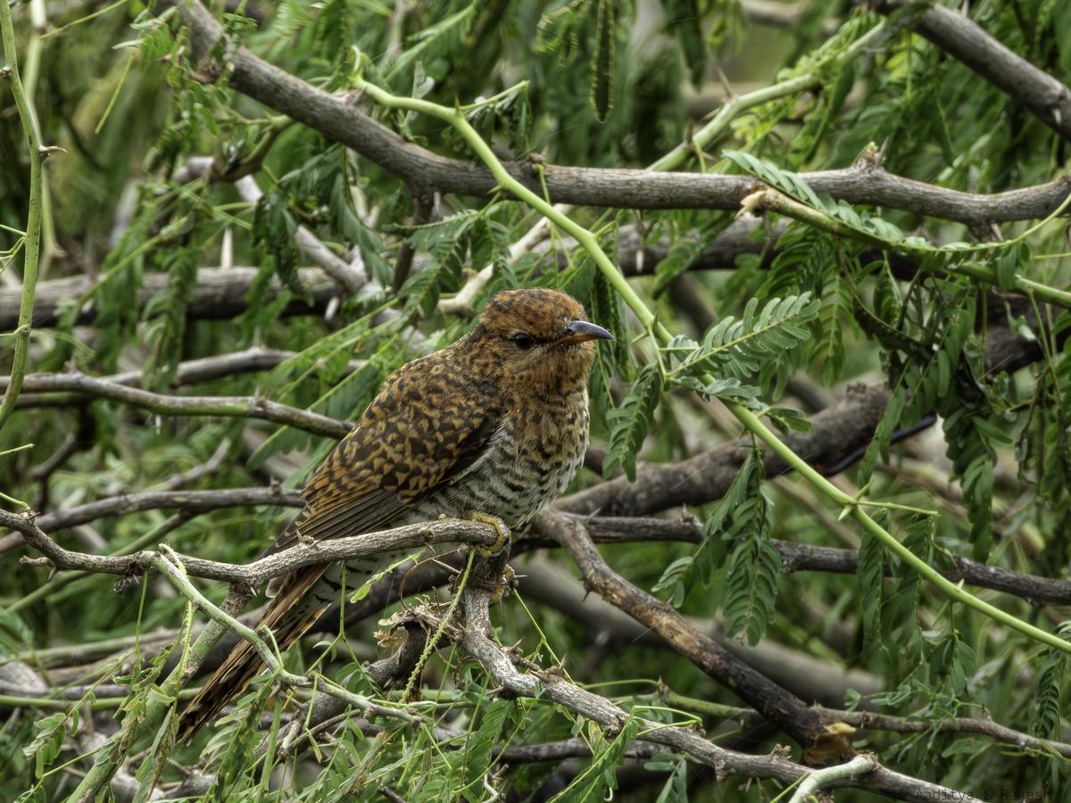 30 नवंबर, 2025 को ओडियुर झील पर एक वादी कोयल, जिसे आदित्य एस राजेश द्वारा प्रलेखित किया गया है।