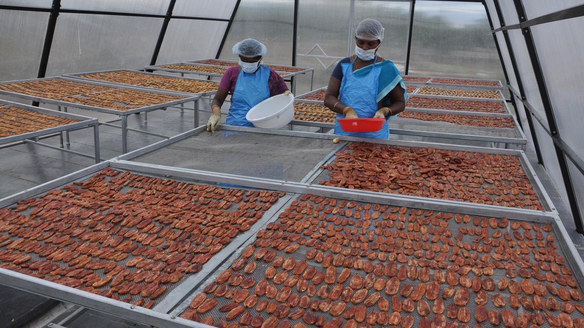 Tiruchi agri-tech innovators add taste, value to banana