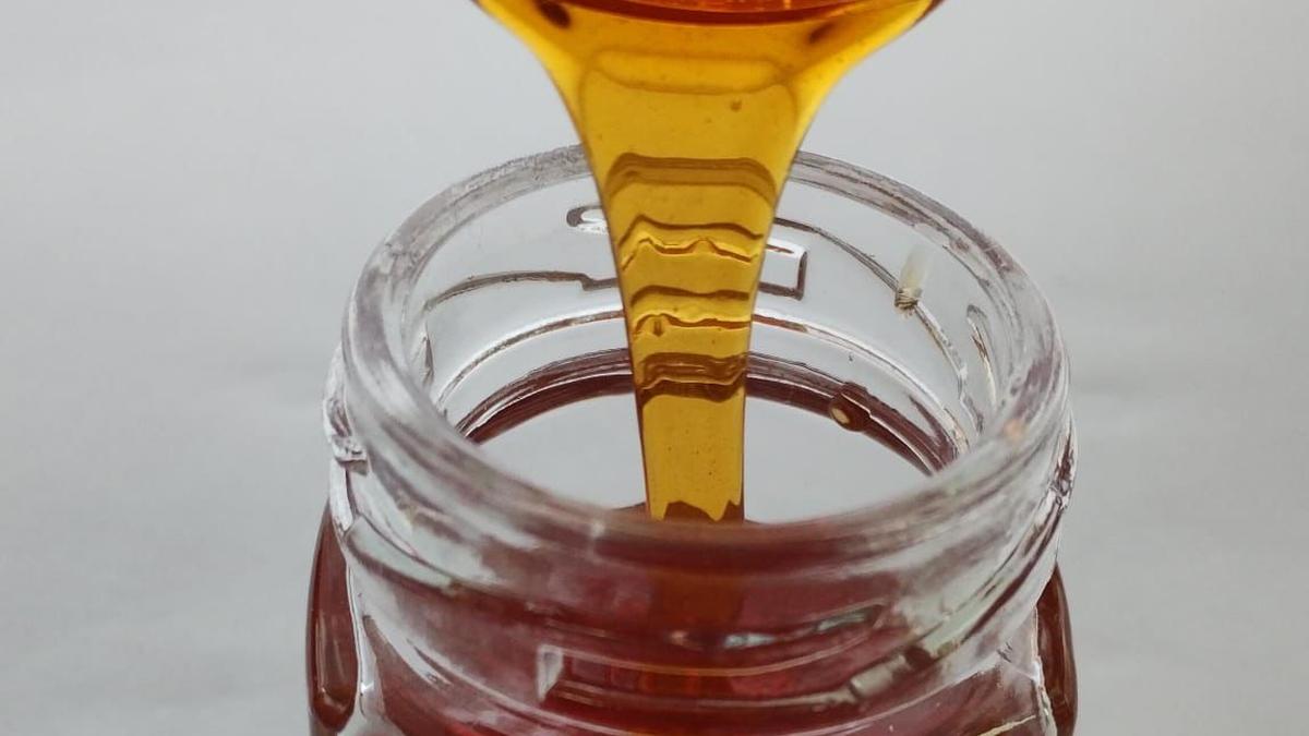 https://th-i.thgim.com/public/incoming/66jcyv/article70092494.ece/alternates/LANDSCAPE_1200/IMG-20250922-WA0038.jpg