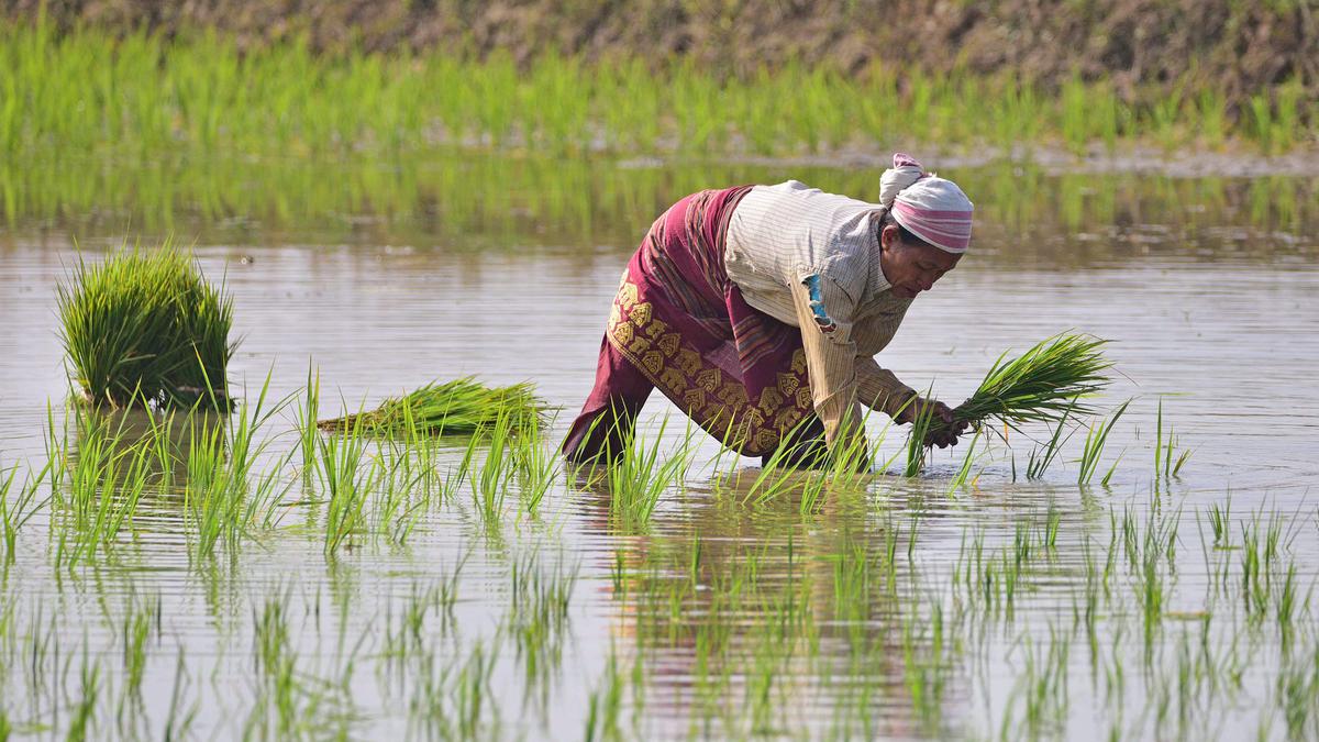 Scrapping of scheme did not raise price of rice: Food Secretary Sanjeev Chopra
