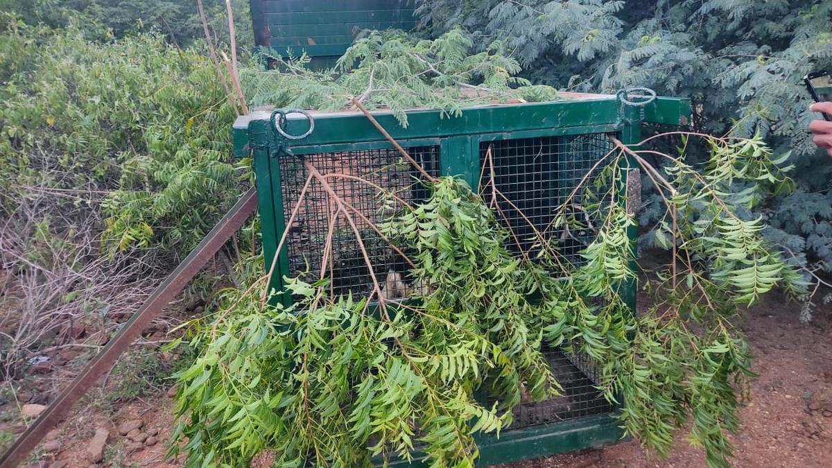 Fake messages about leopard movement in Erode abound, Forest Dept warns rumour-mongers