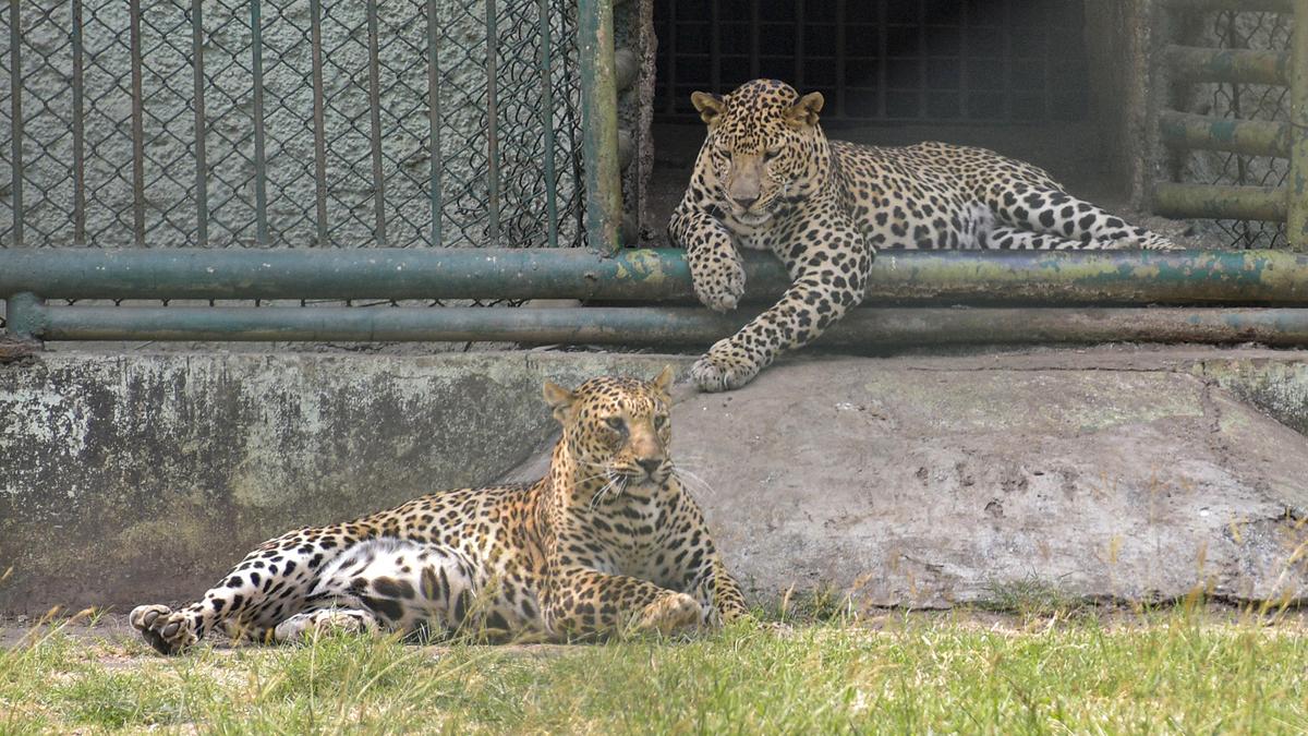 Maharashtra to send 50 leopards to Reliance Foundation's Vantara facility in Gujarat: Sources
