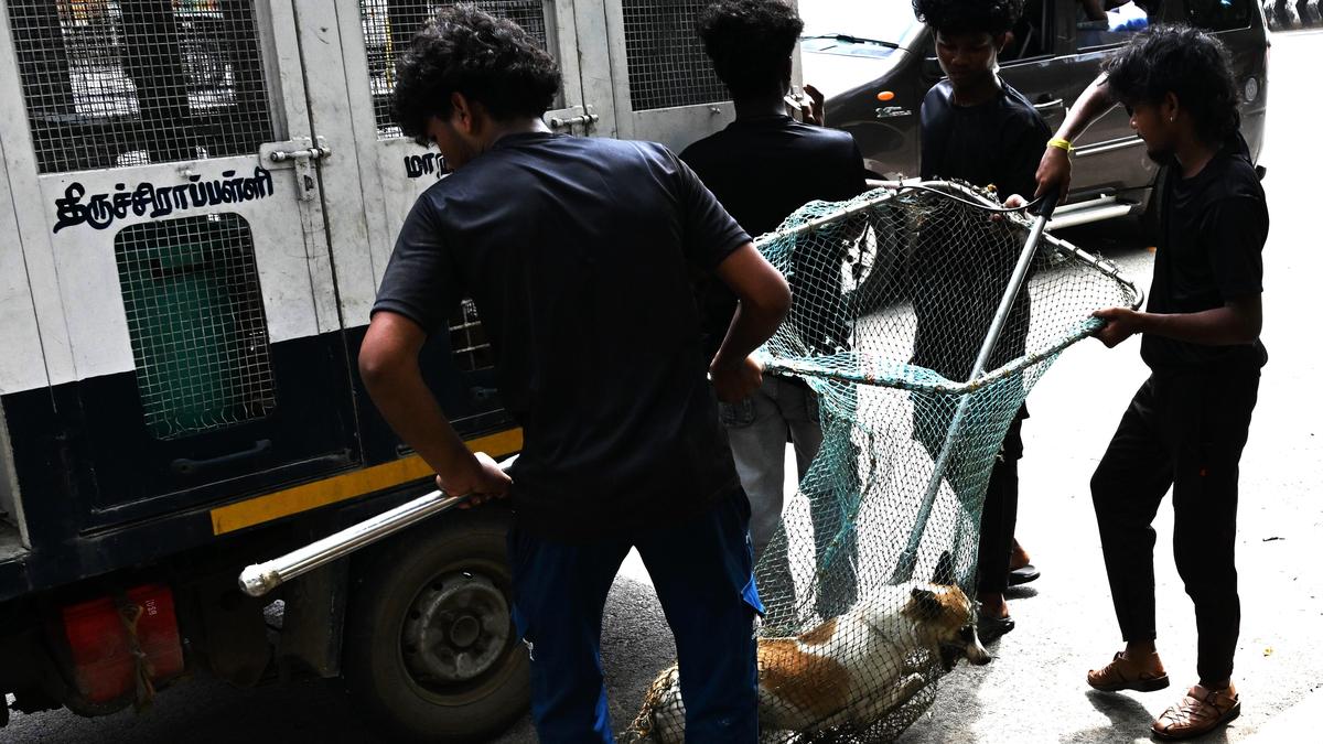 Tiruchi Corporation identifies land to build shelters for sterilised stray dogs