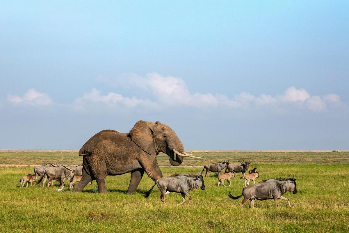  African Elephant with Wildebeest.  