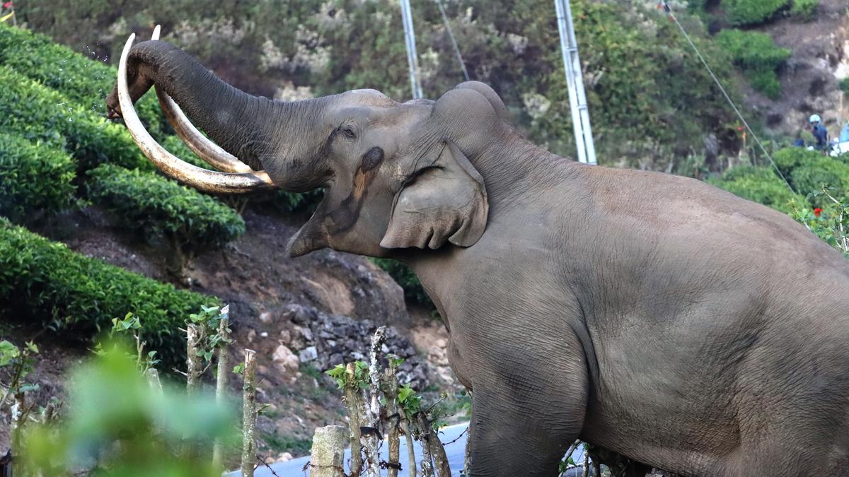 Musth to blame for aggression by tusker Padayappa, says experts