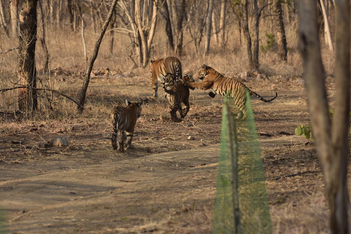 A tigress and her cubs inside the Tipeshwar sanctuary