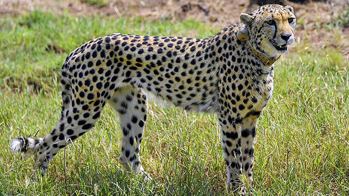 Cheetahs may be flown in from new countries