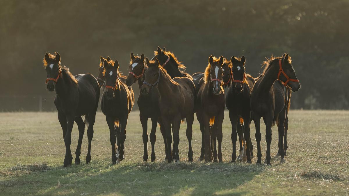 Why is there resistance to converting Kunigal Stud Farm into a township?
