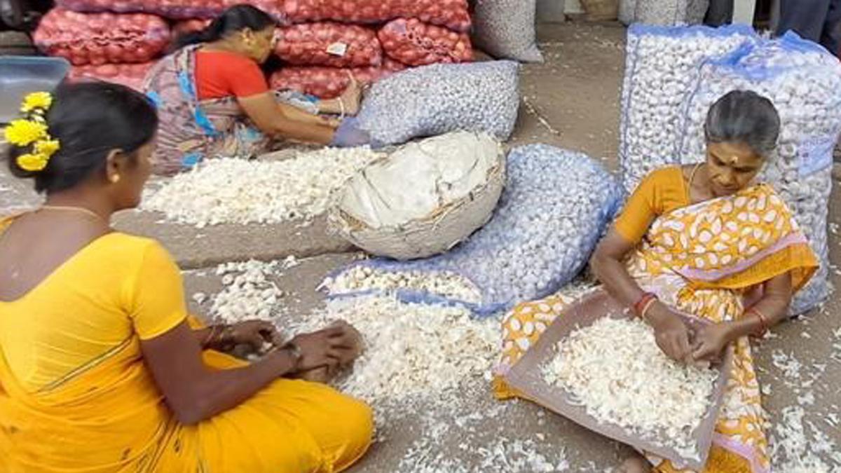 Garlic breaches ₹300 per kgmark due to supply crunch The Hindu