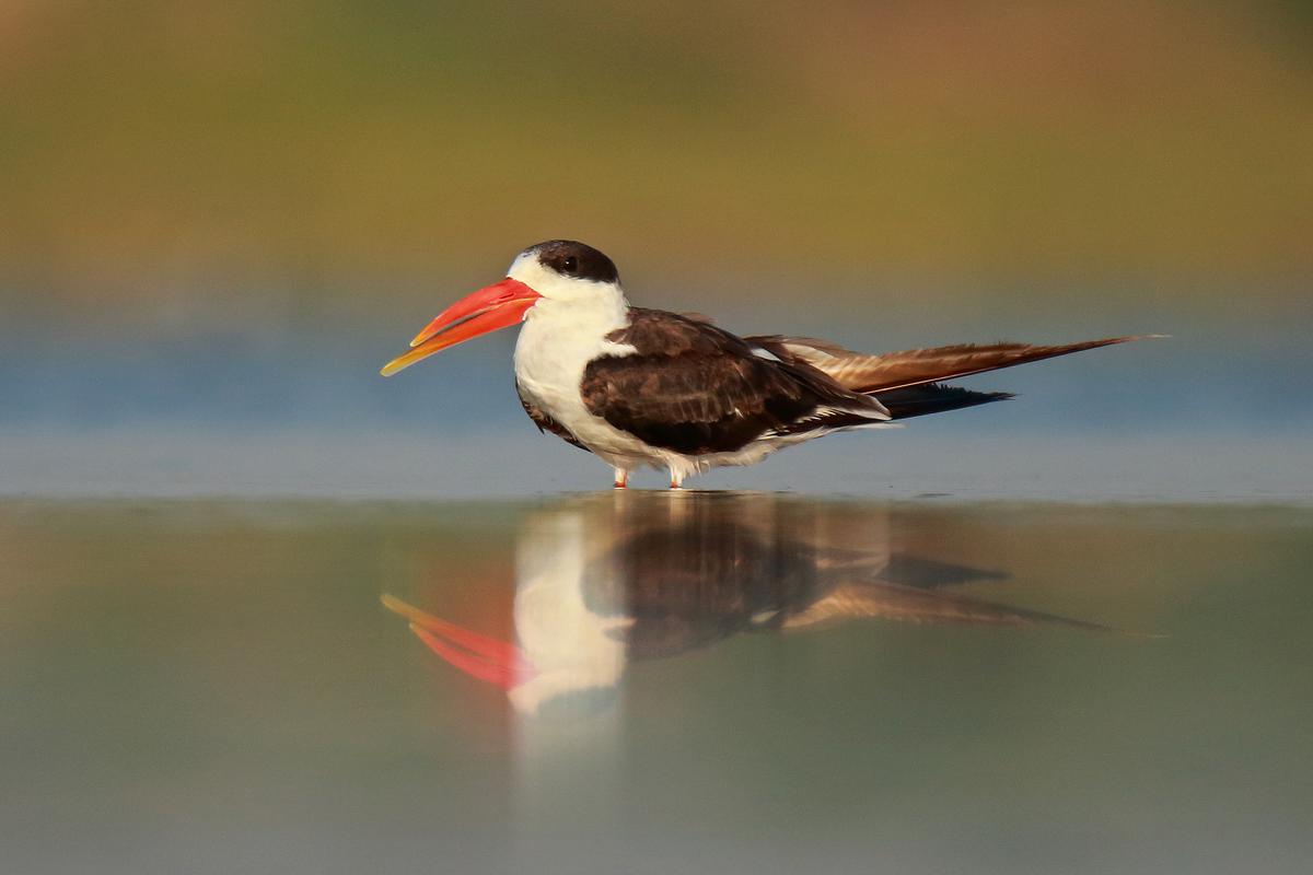 An Indian skimmer at home on the waterbed.