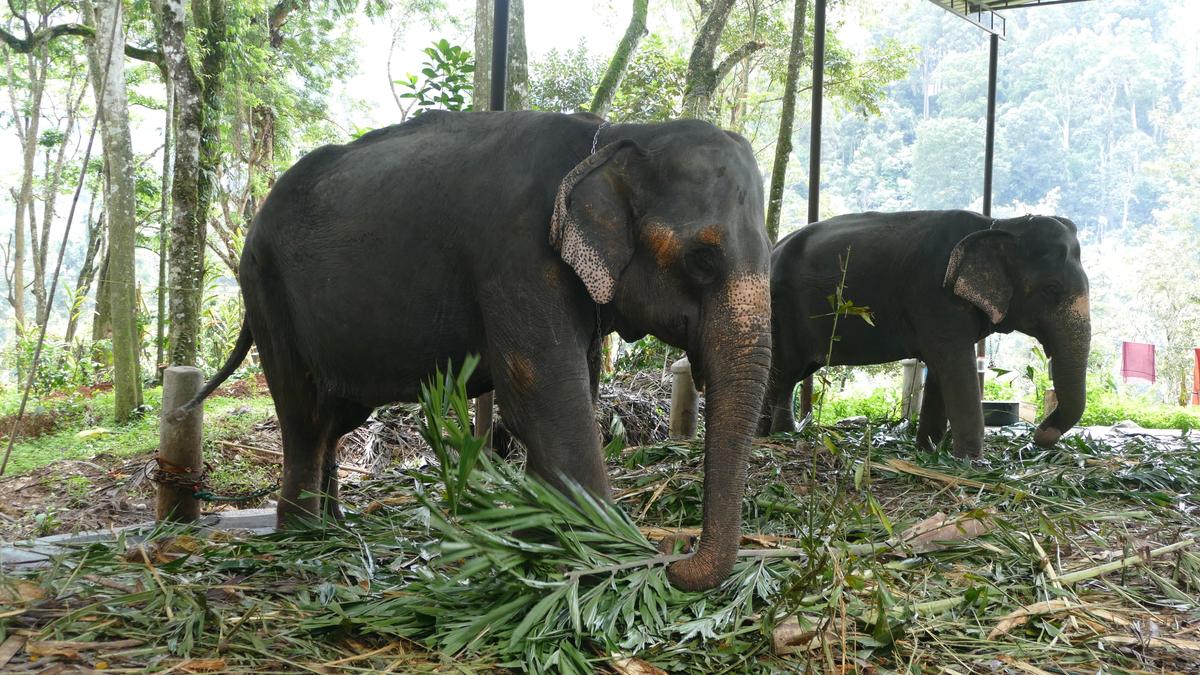 All elephant safari centres shut in Idukki
