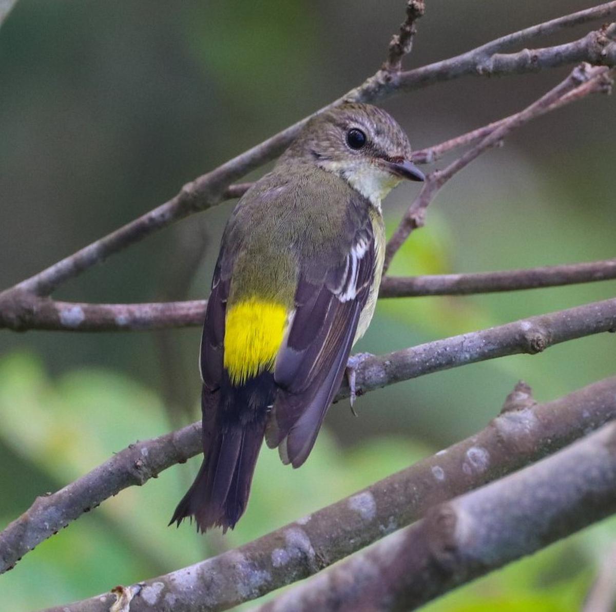 The yellow flycatcher was recorded at Narcondam Island in the Andaman Islands.