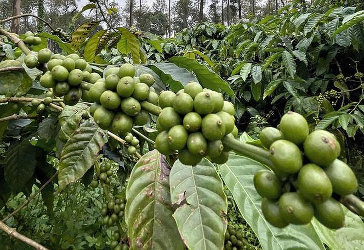 thehindu.com - Mini Tejaswi - Ironic that climate sensitive coffee is not covered under climate-linked insurance, says KPA president