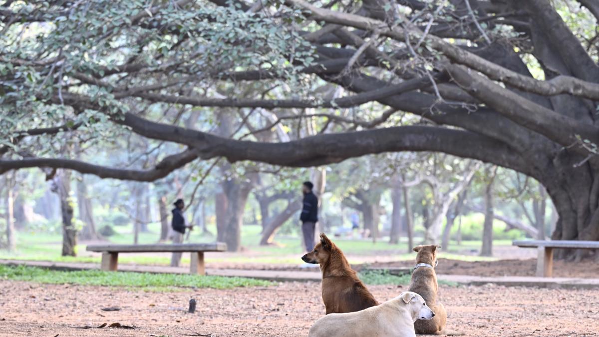 Bengaluru civic body steps up to build bonhomie between community and animals 
Premium