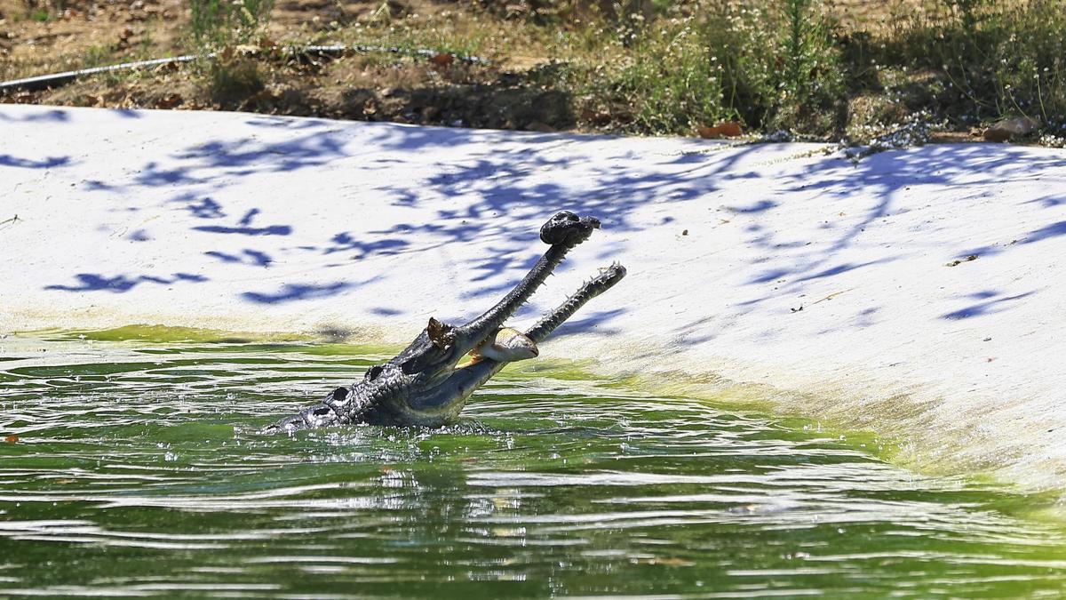 Critically endangered gharial spotted in Assam's Kaziranga after years