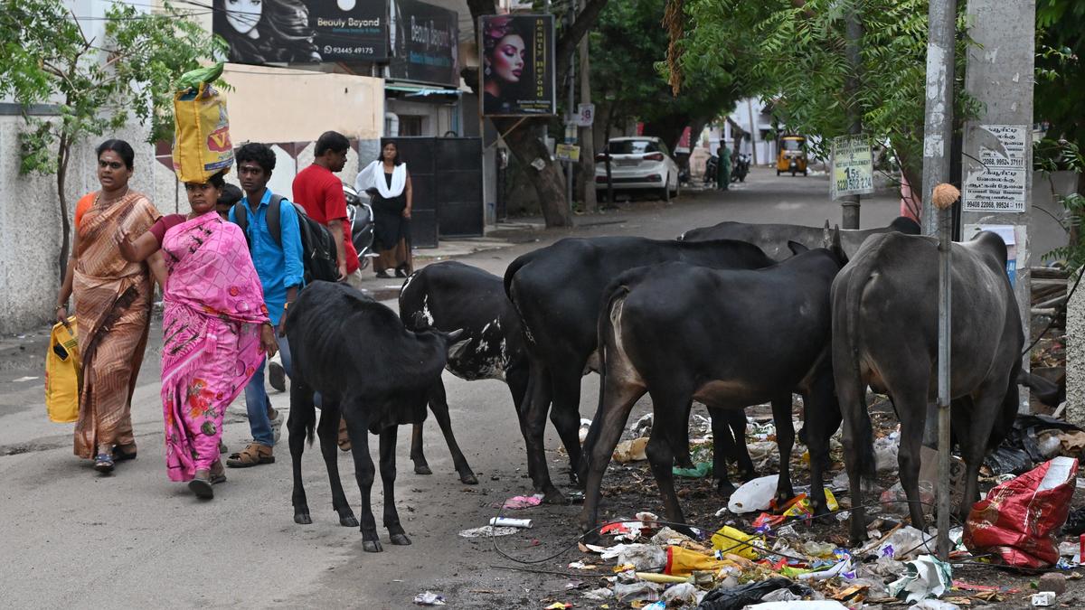 Madurai Reader’s Mail