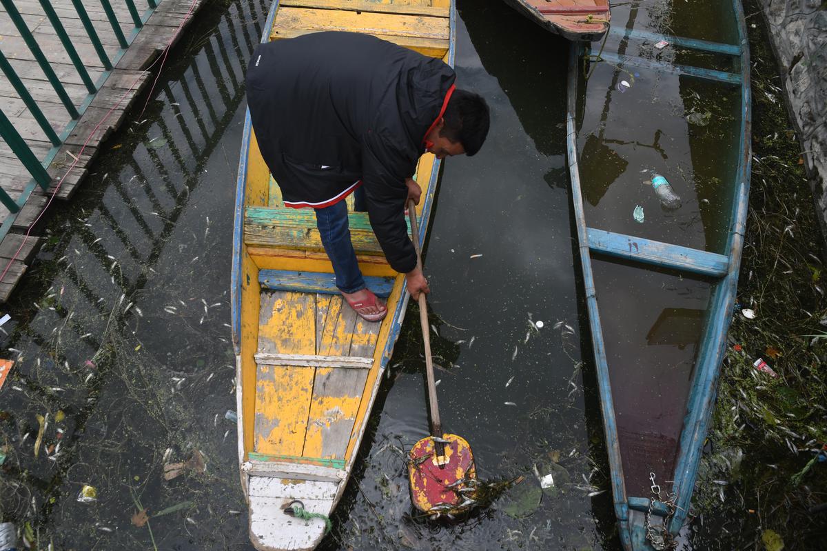 A boatman removing dead fish from a part of the Dal Lake.