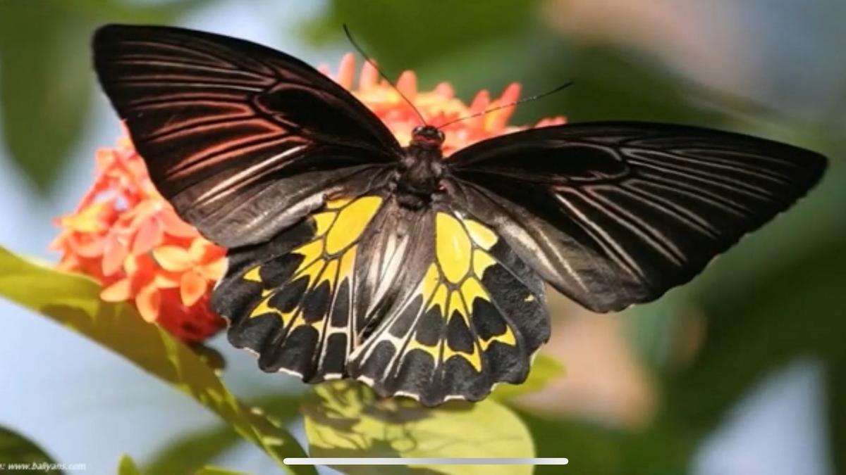 India’s second largest butterfly species found in Madurai