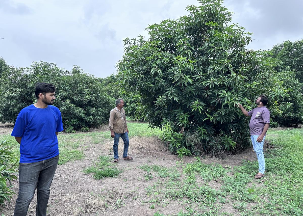 Rameshbhai Solanki, his brother Jaysukh Solanki and the latter’s son Rahul at their mango orchard in Zar near Dhari in Amreli district. Rameshbhai Solanki, his brother Jaysukh Solanki and the latter’s son Rahul at their mango orchard in Zar near Dhari in Amreli district.