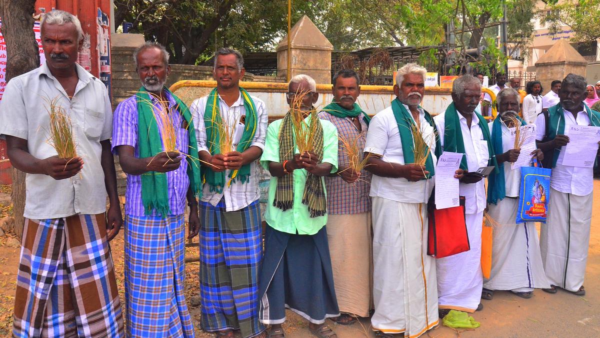 Farmers seek compensation for withered paddy