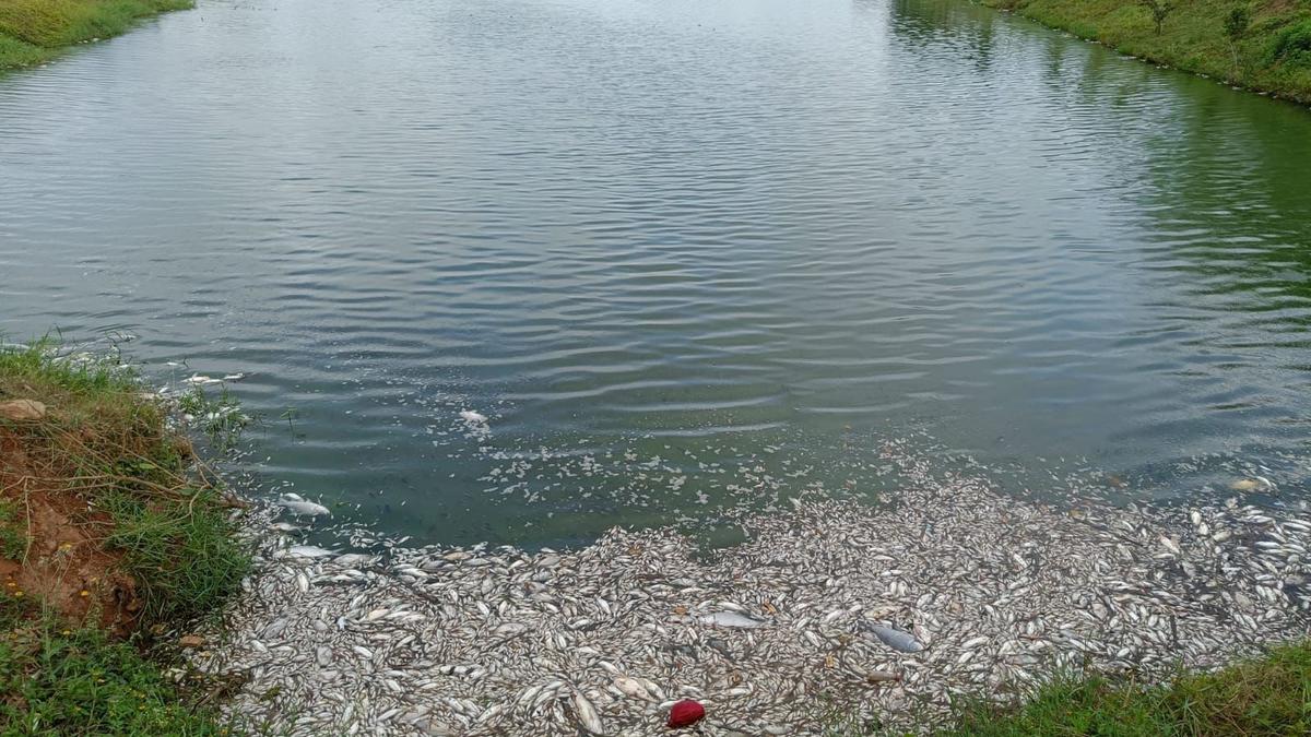 Residents blame leachate from SWM plant for fish kill in Chikkanagamangala lake