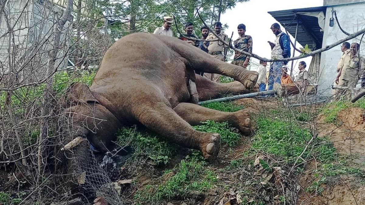 Tusker electrocuted at private estate in Krishnagiri’s Jawalagiri forest range