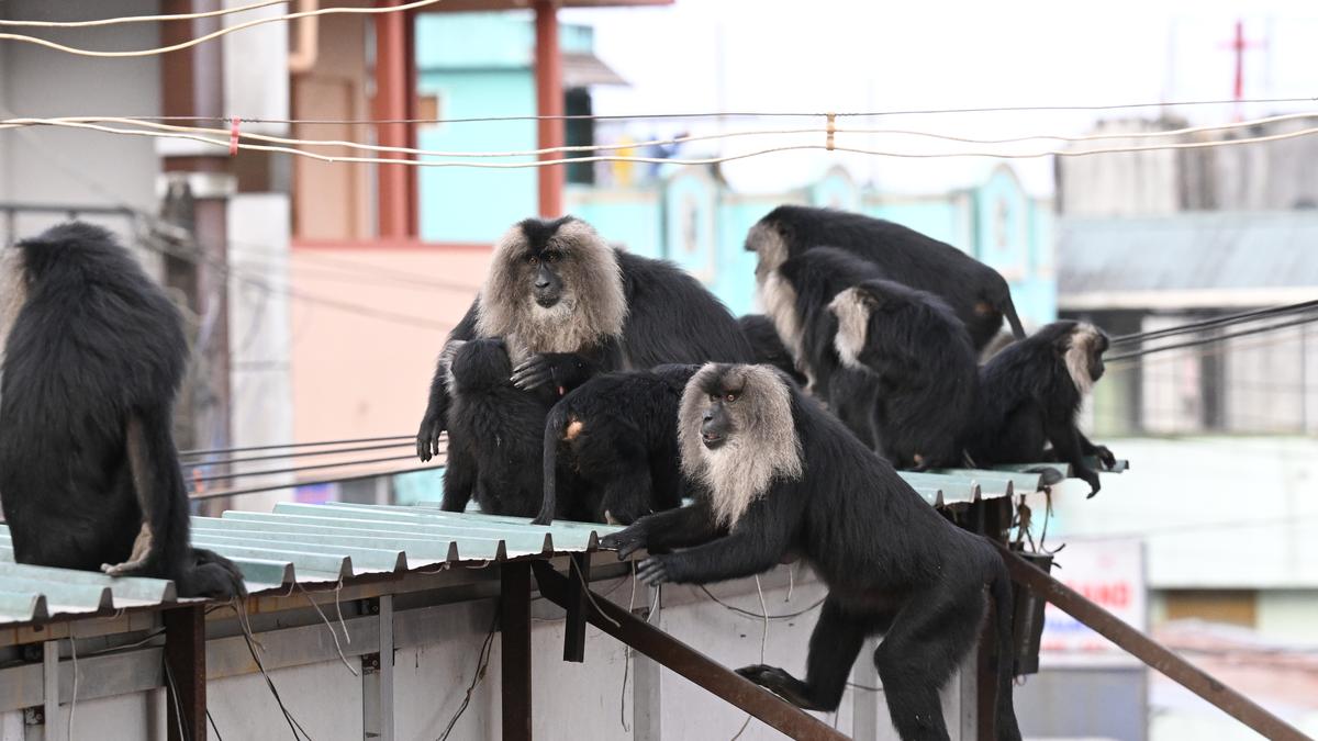 Shy primates shun forests and take over Valparai looking for food