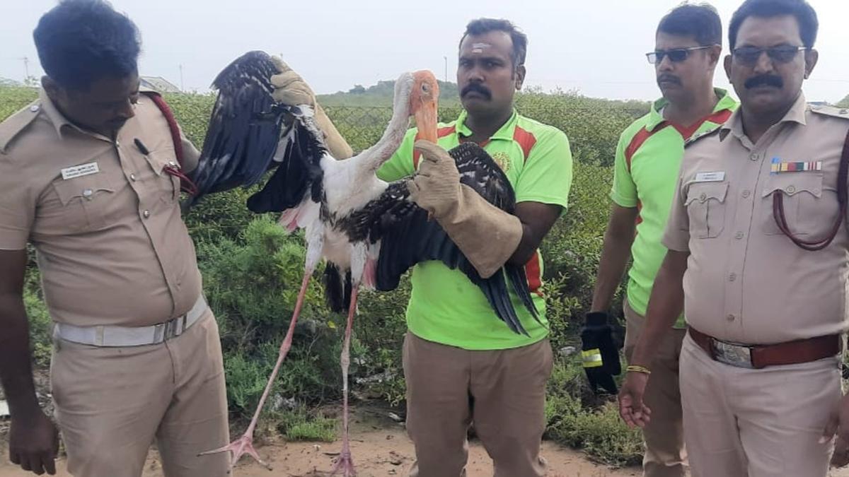 Injured painted stork rescued in Thoothukudi