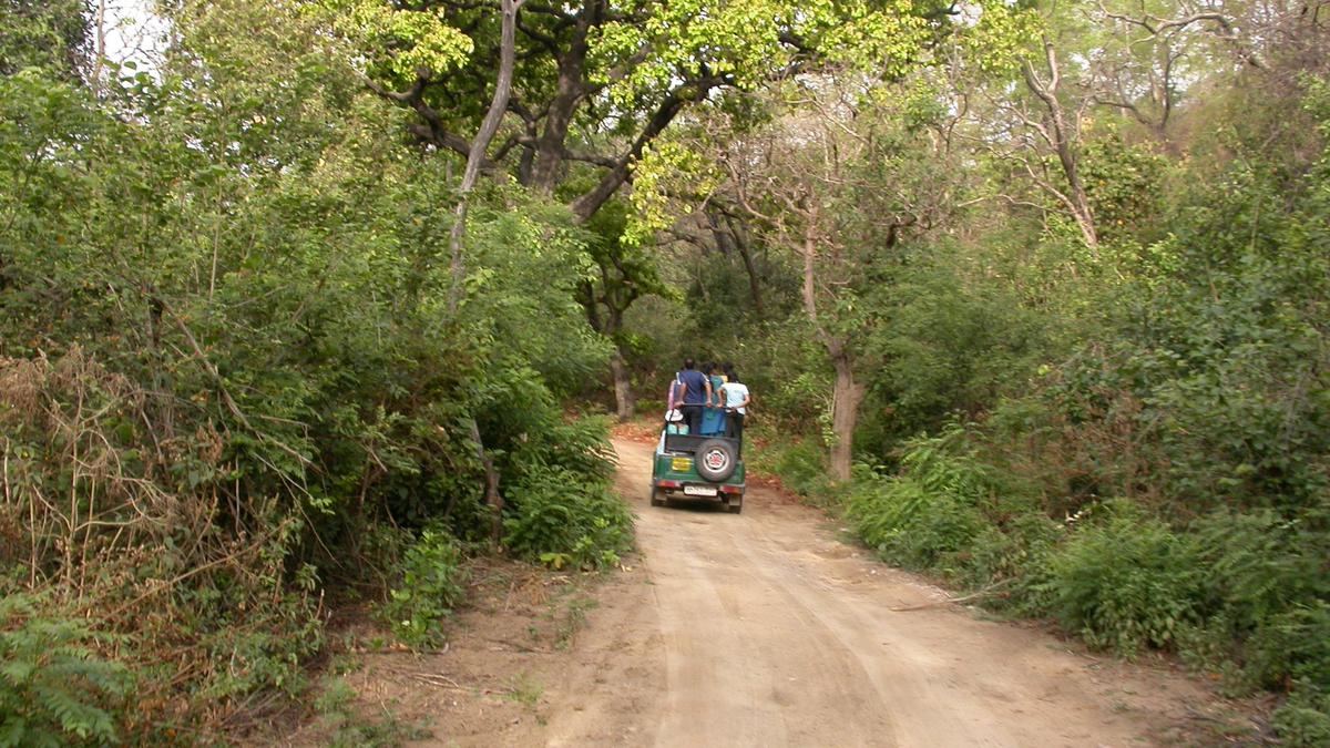 Over 6,000 trees illegally cut for tiger safari project in Corbett Reserve, says FSI report