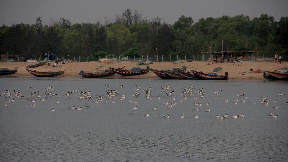 Padayatra across 100 villages warns of Rushikulya River drying up