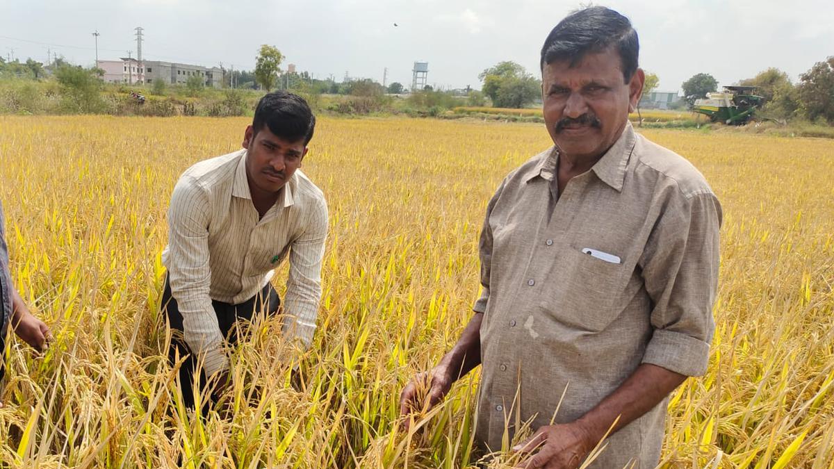 Direct seeding of rice offers hope and prosperity in Siddipet district