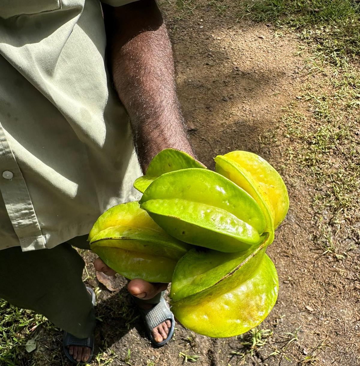 Star fruit, cultivated on the farm at the Habarana Complex properties 