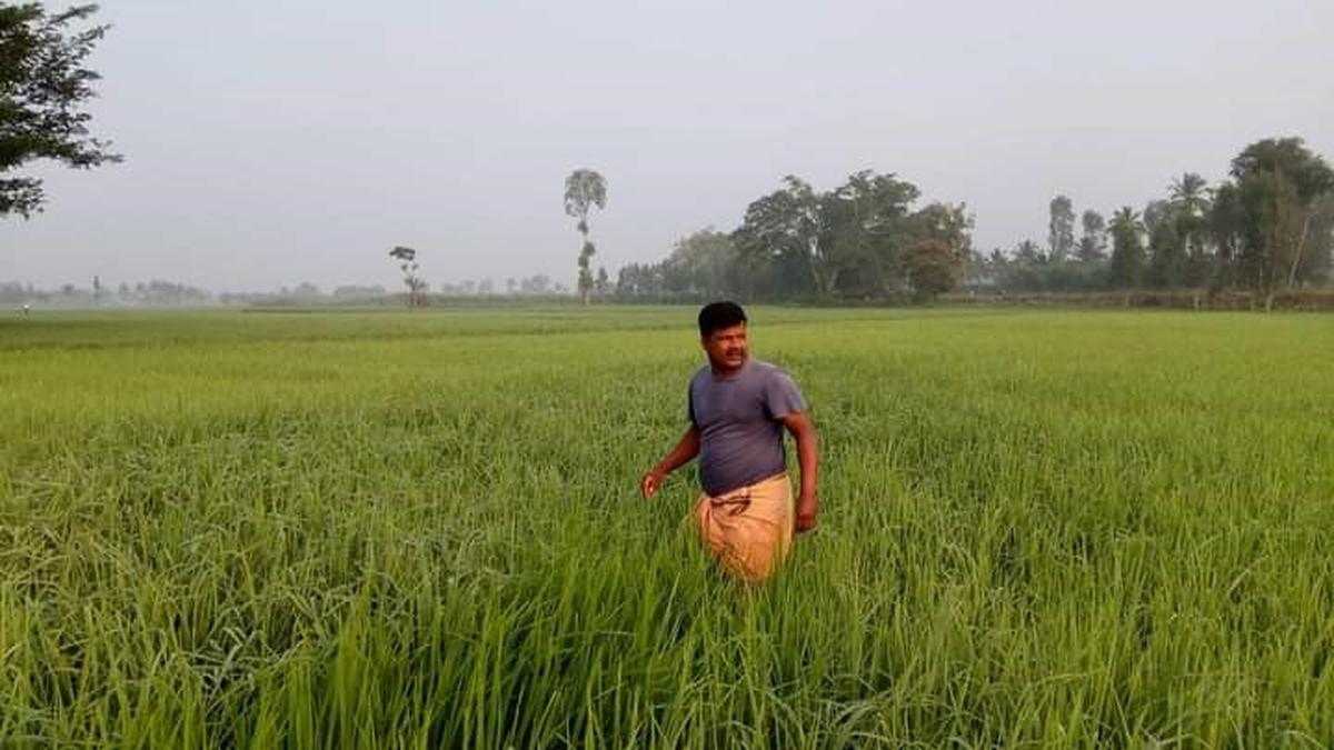 ICAR to launch two genome edited rice varieties