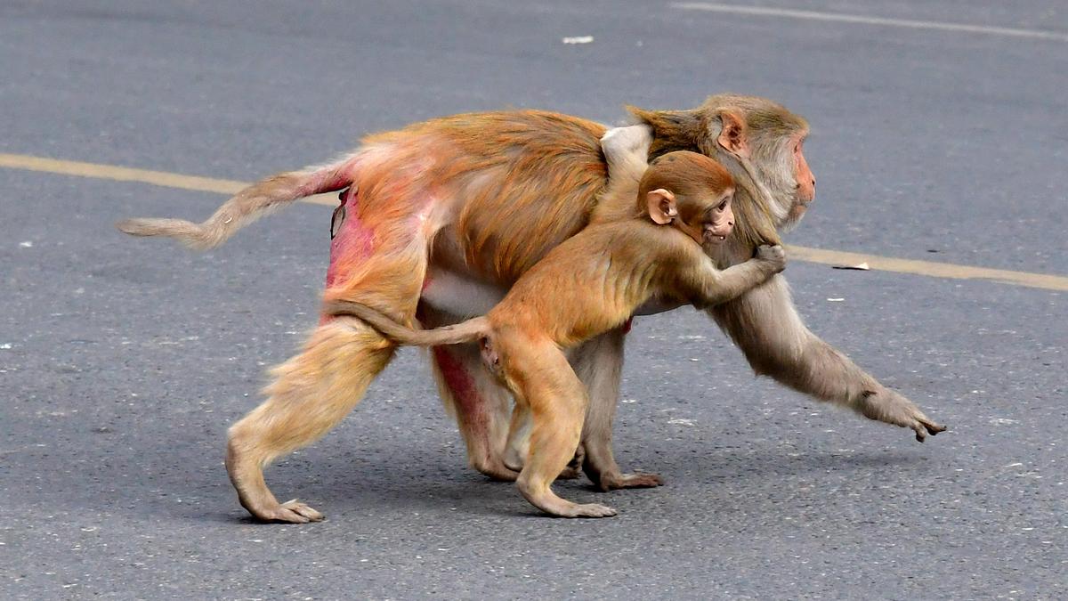IndiGo flight aborts take-off at Lucknow after monkeys spotted on runway
