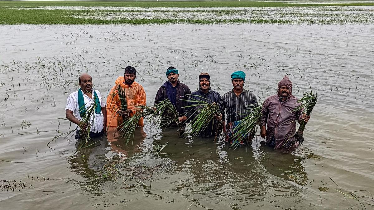 Nearly 90,000 hectares of farmland submerged in Cauvery delta