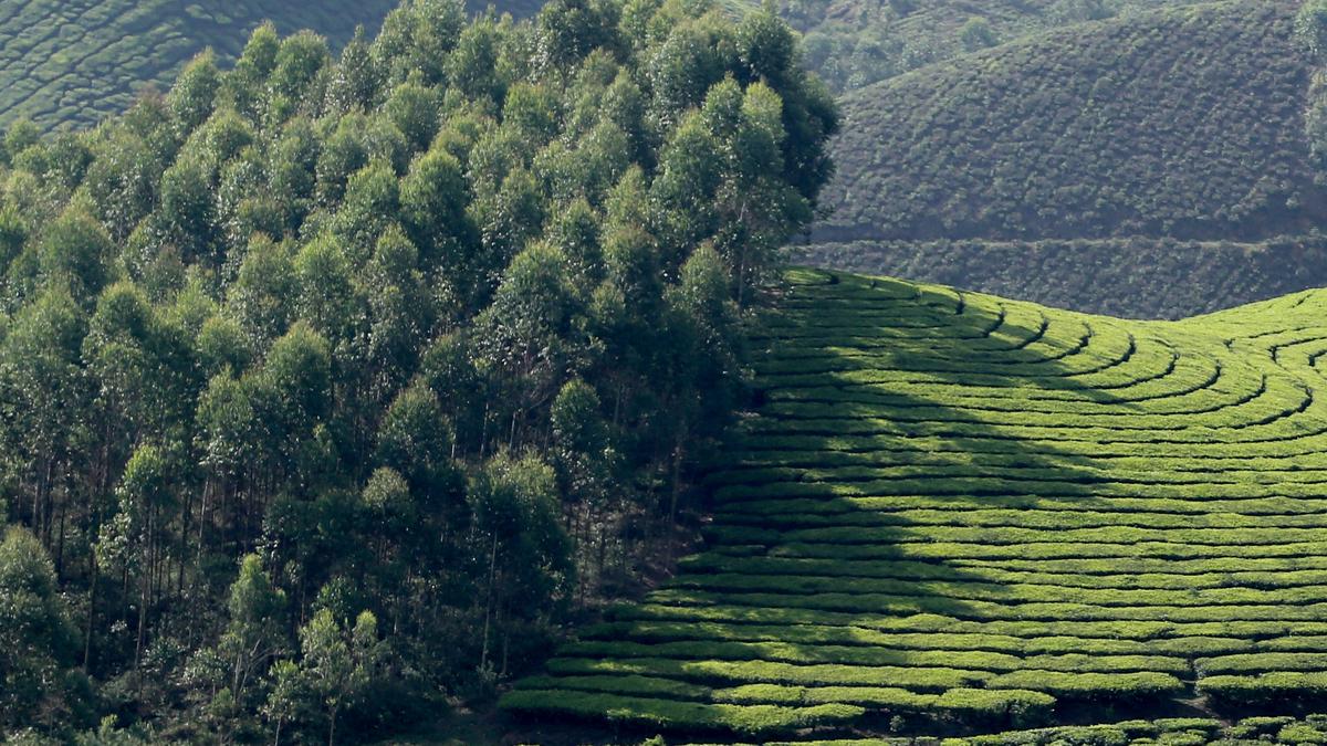 Wild animal attacks: Forest department to form primary response teams modelled on RRT in Munnar&rsquo;s plantations